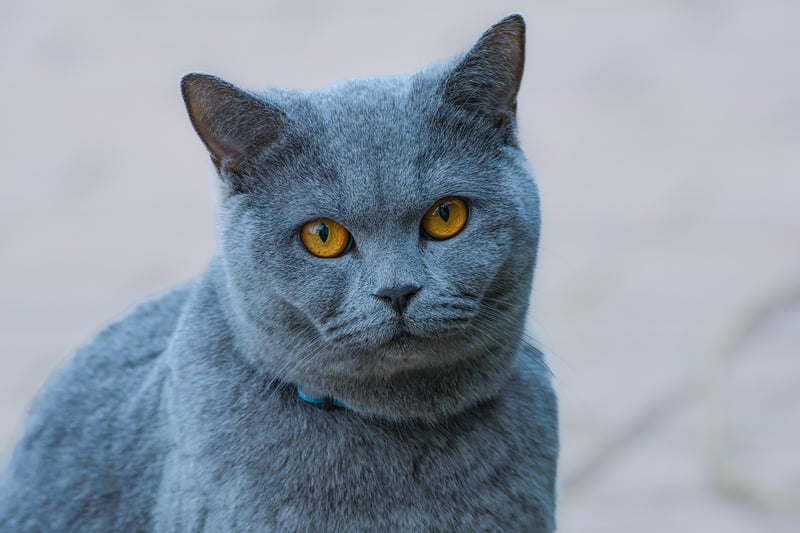 Taylor Swift's cat